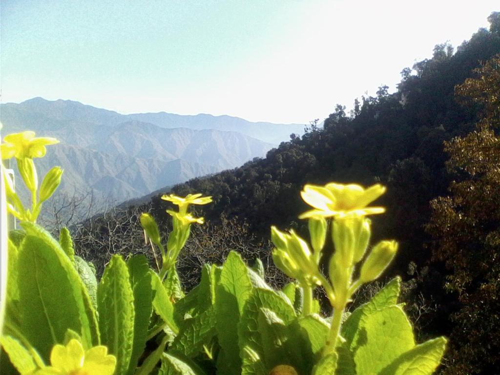 Hotel Ilbert Manor Mussoorie Esterno foto